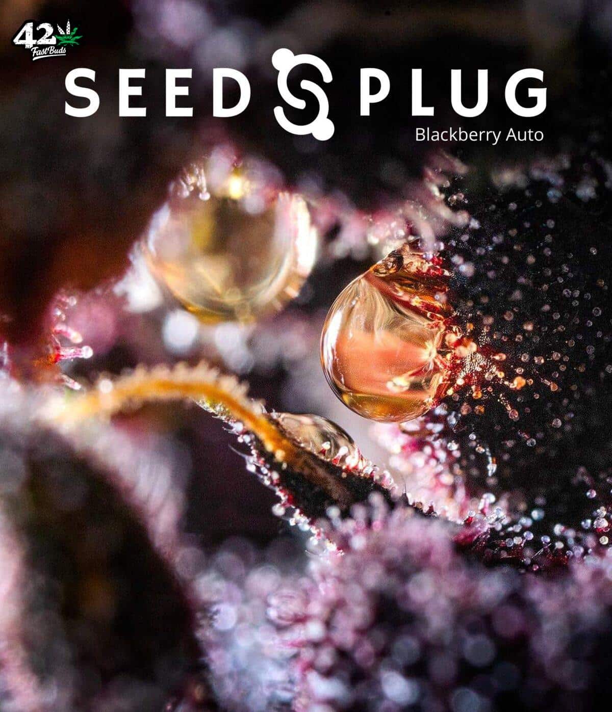 Blackberry Auto | SeedsPlug