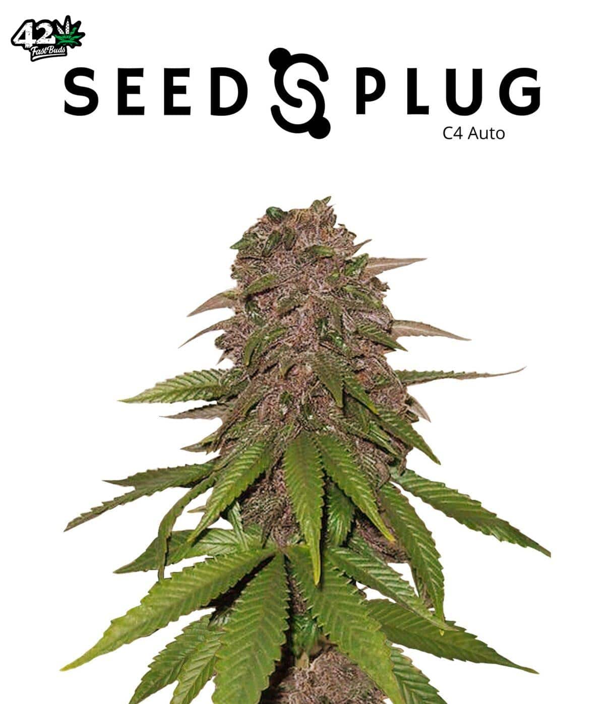 C4 Auto | SeedsPlug
