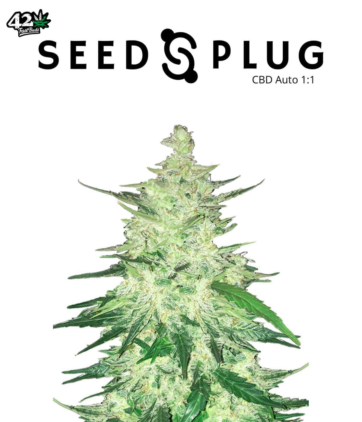 CBD Auto 1:1 (CBD Crack) | SeedsPlug