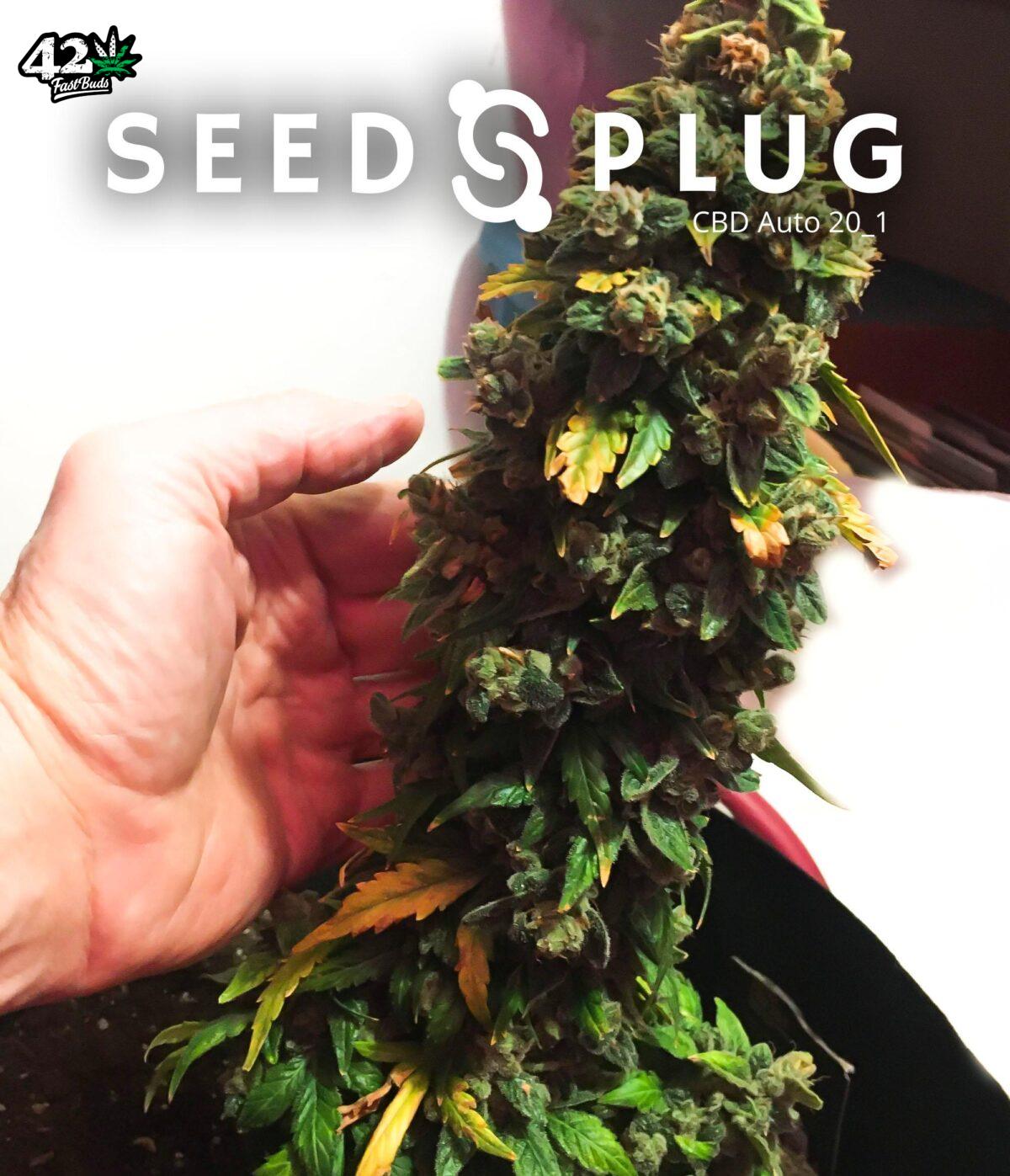 CBD Auto 20:1 | SeedsPlug