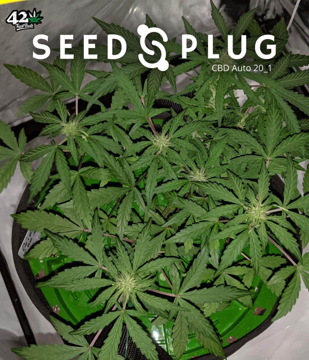 CBD Auto 20:1 | SeedsPlug