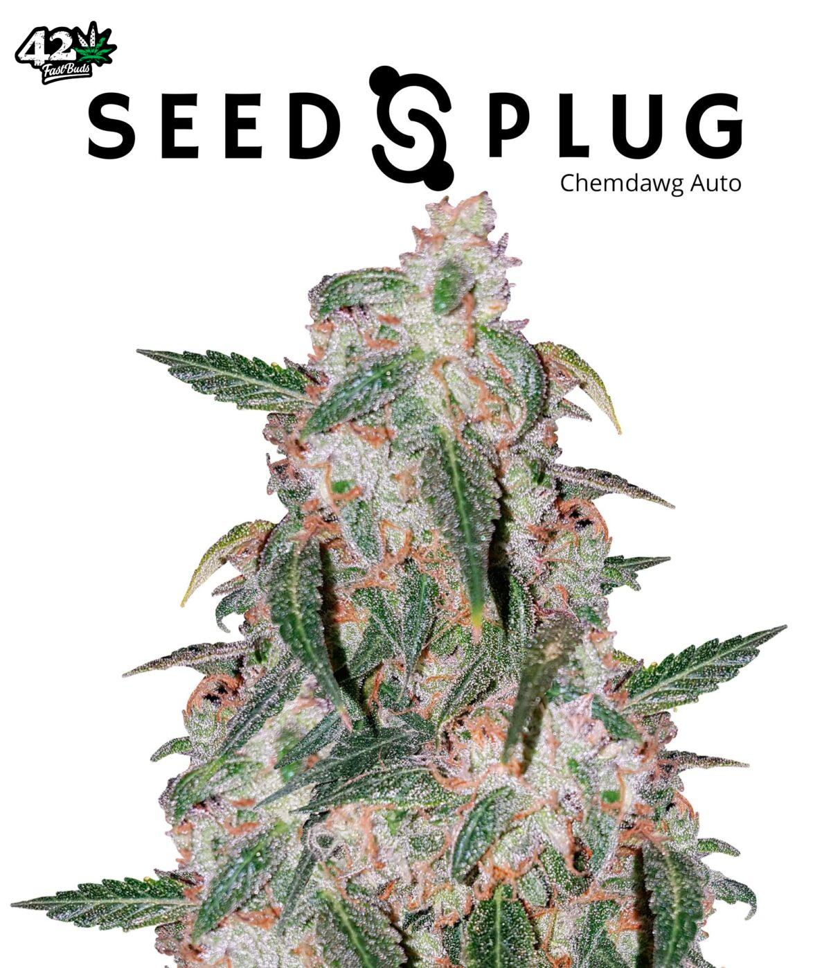 Chemdawg Auto | SeedsPlug