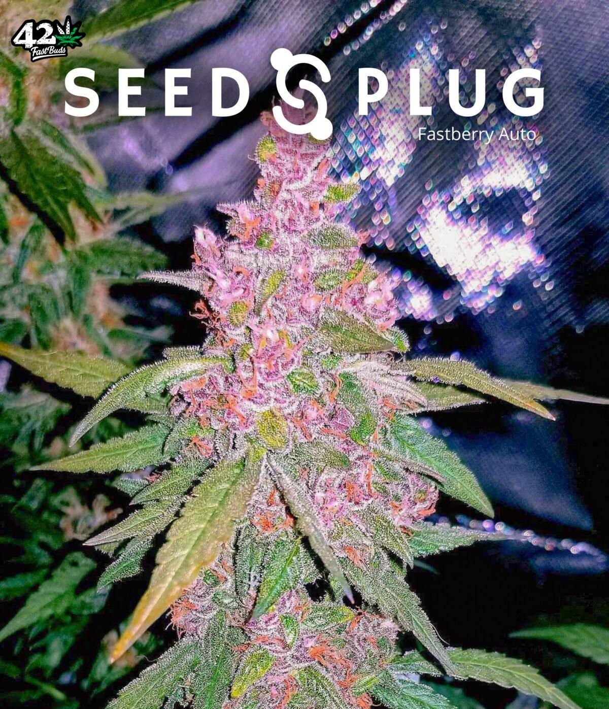 Fastberry Auto | SeedsPlug