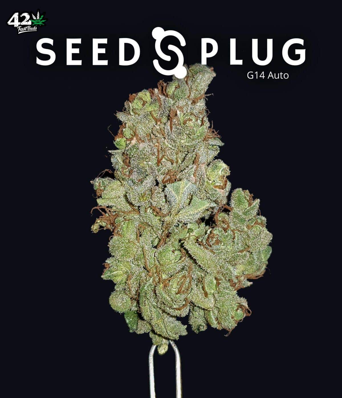 G14 Auto | SeedsPlug