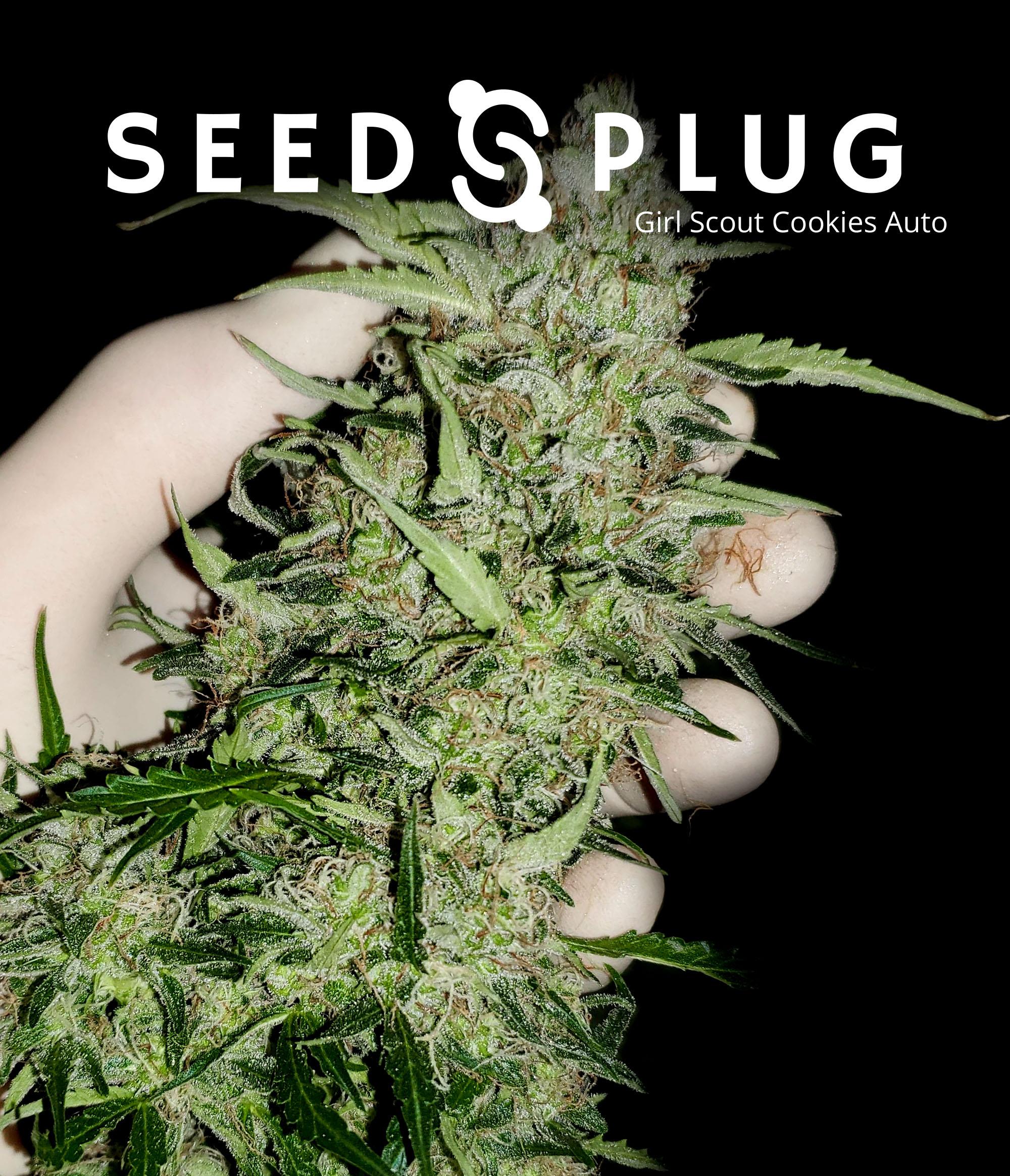 Girl Scout Cookies Strain Fresh Bros