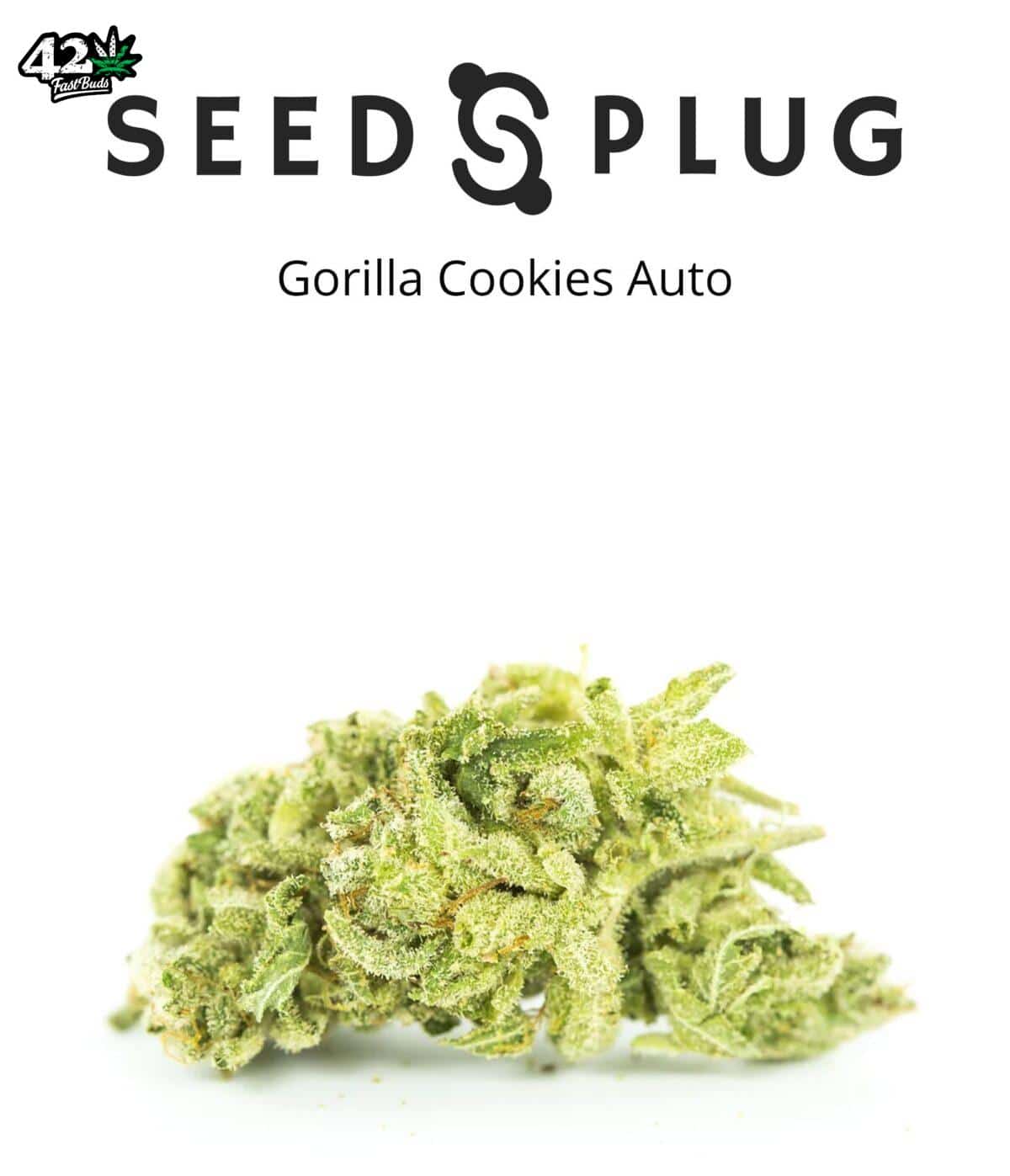 Gorilla Cookies Auto by Fast Buds - SeedsPlug