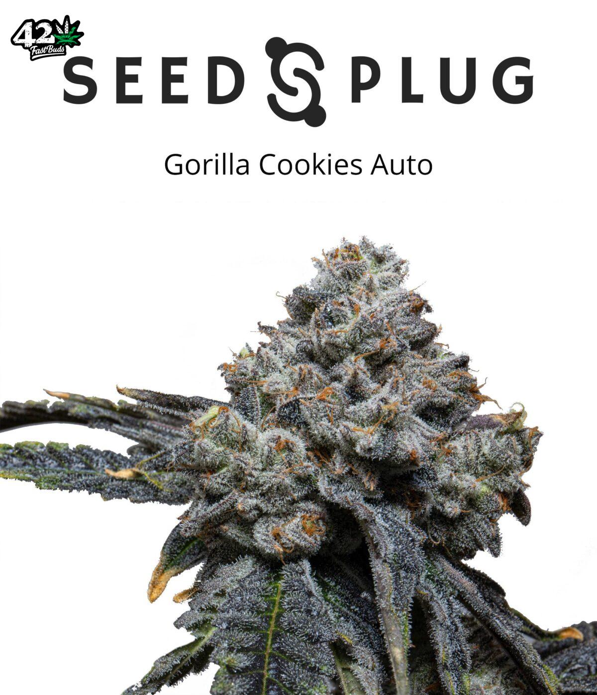 Gorilla Cookies Auto | SeedsPlug