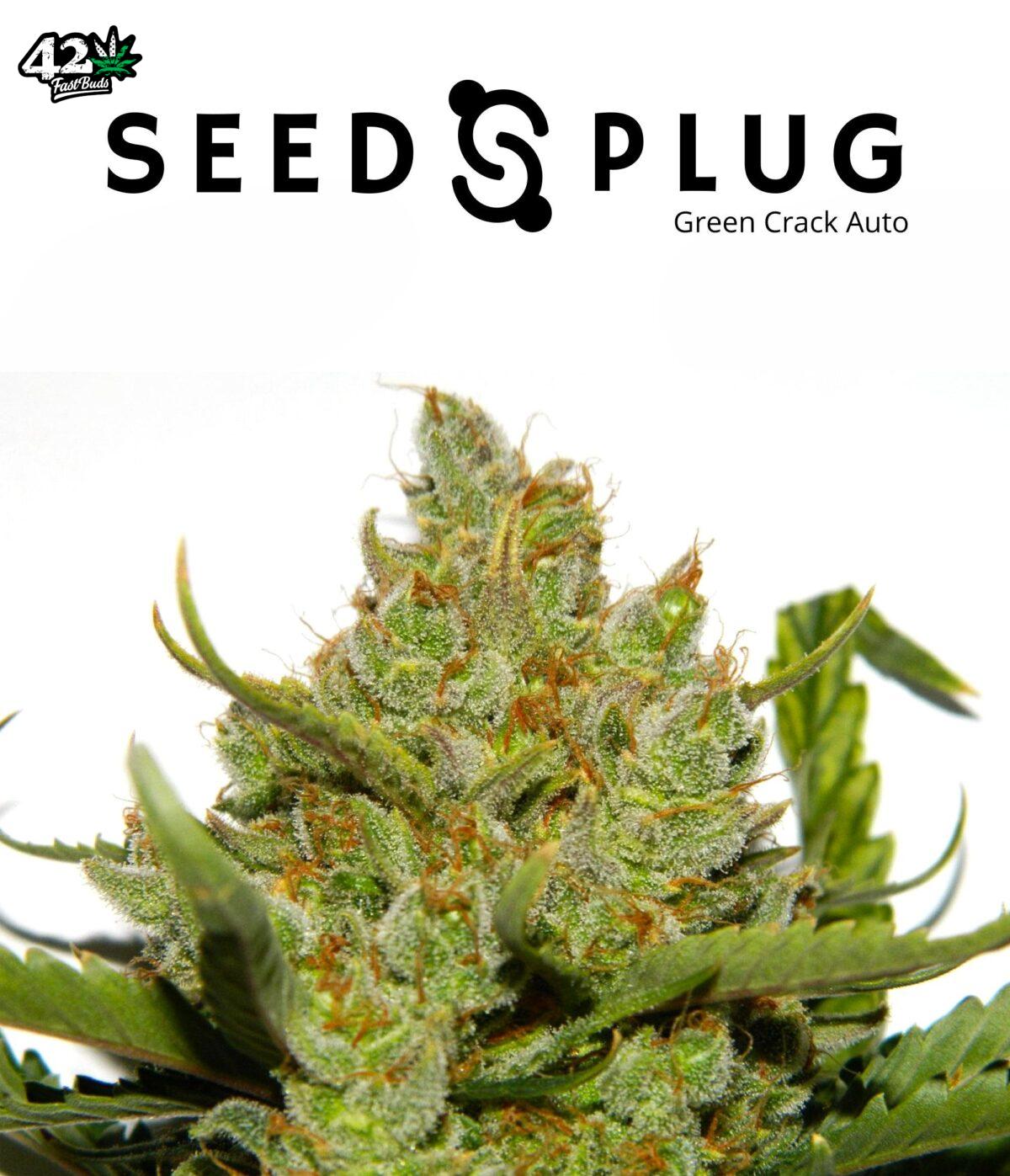 Green Crack Auto | SeedsPlug