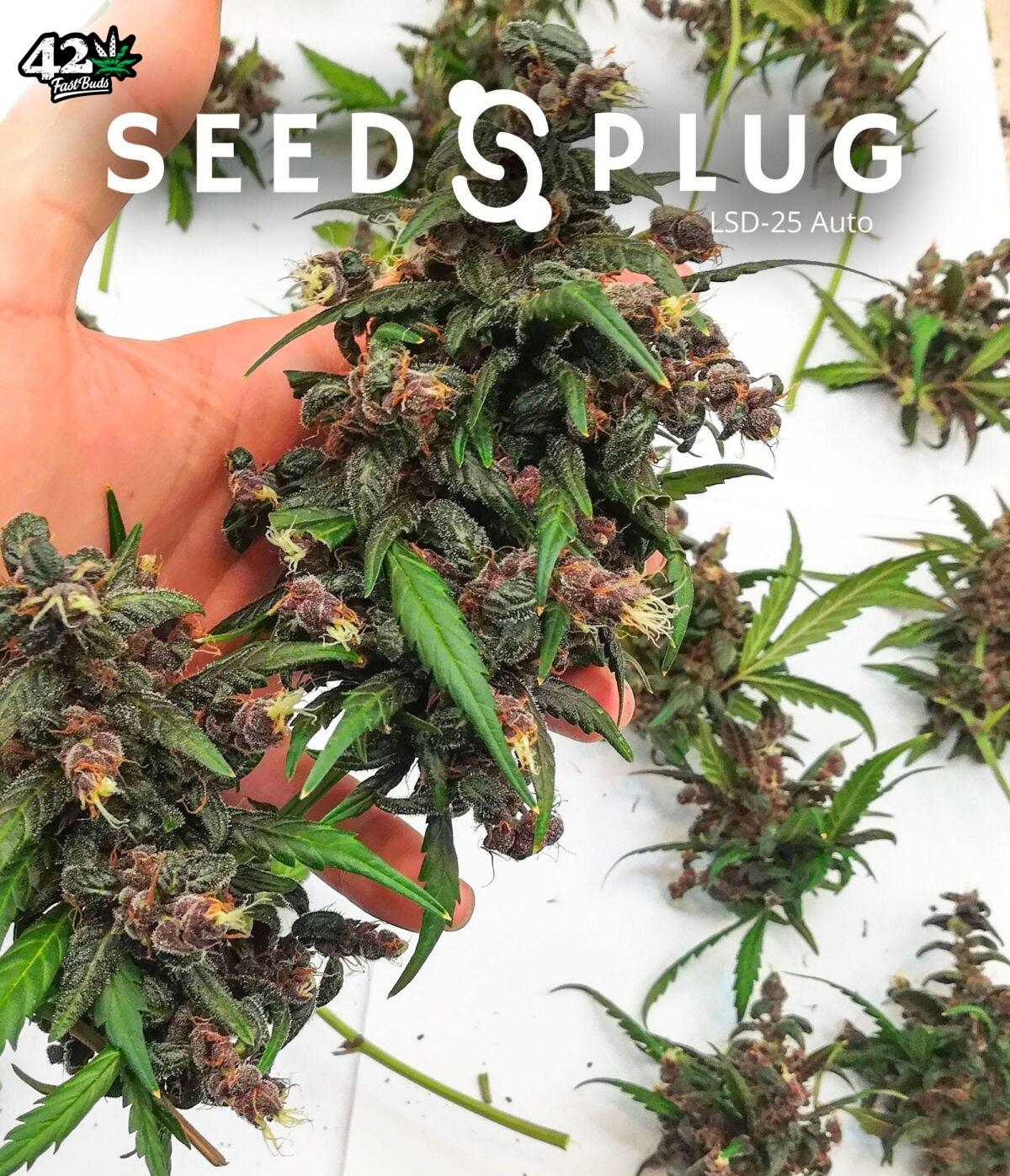 LSD-25 Auto | SeedsPlug