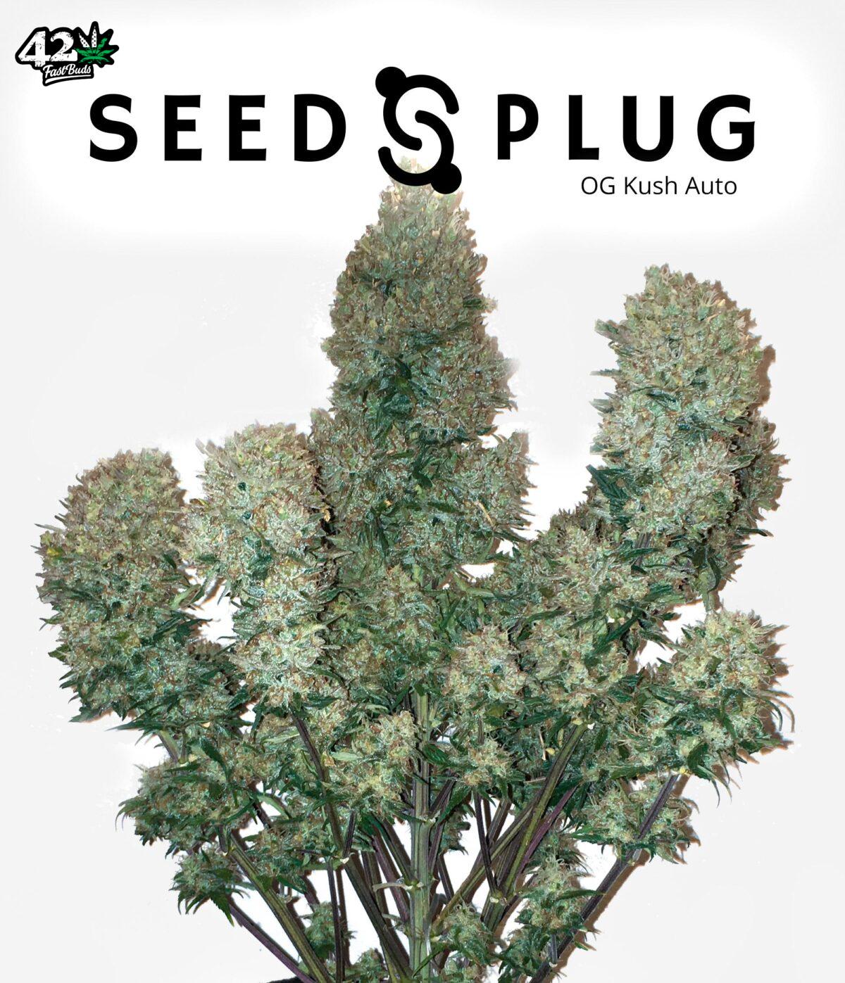 OG Kush Auto | SeedsPlug