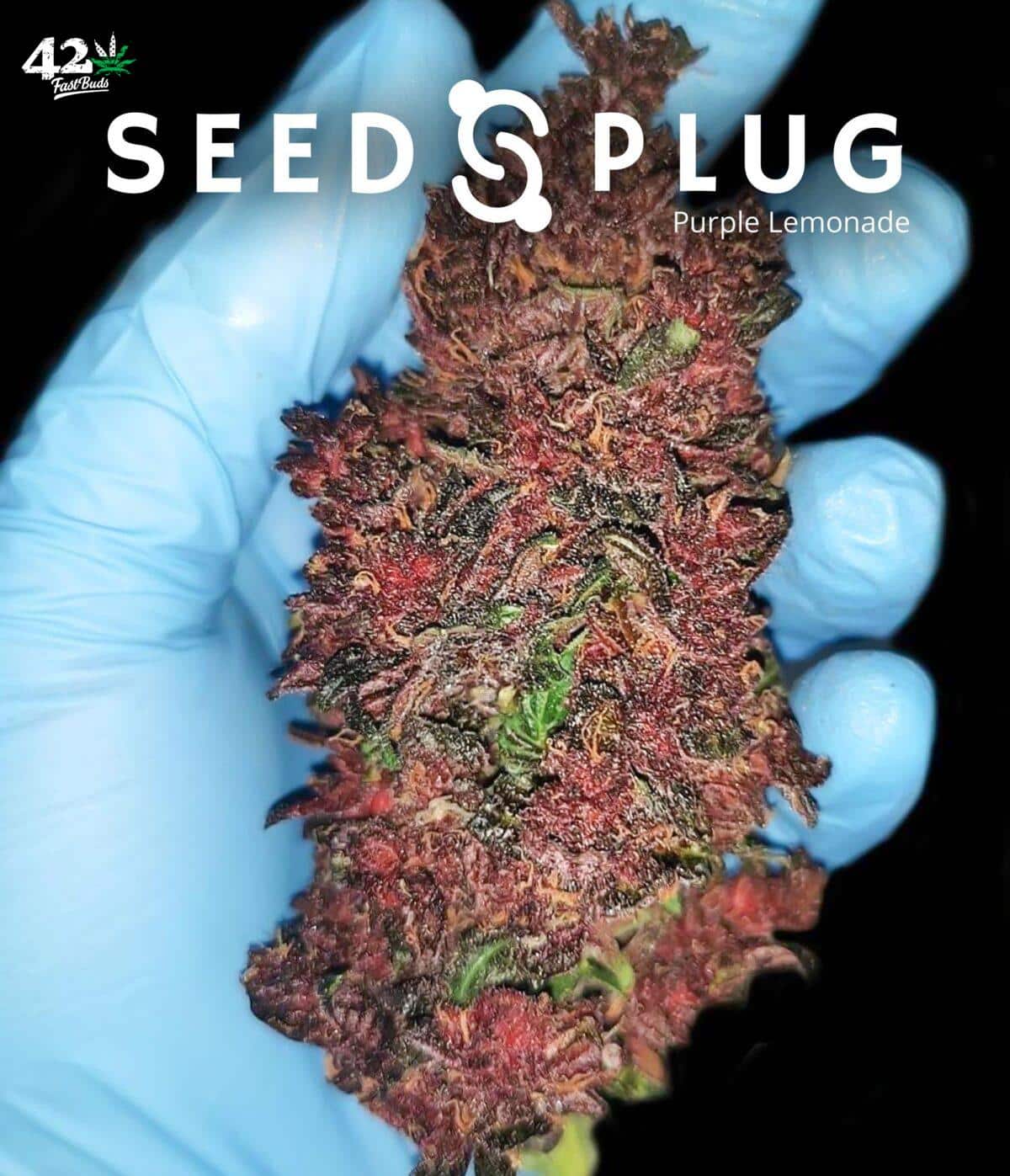 Purple Lemonade Auto | SeedsPlug