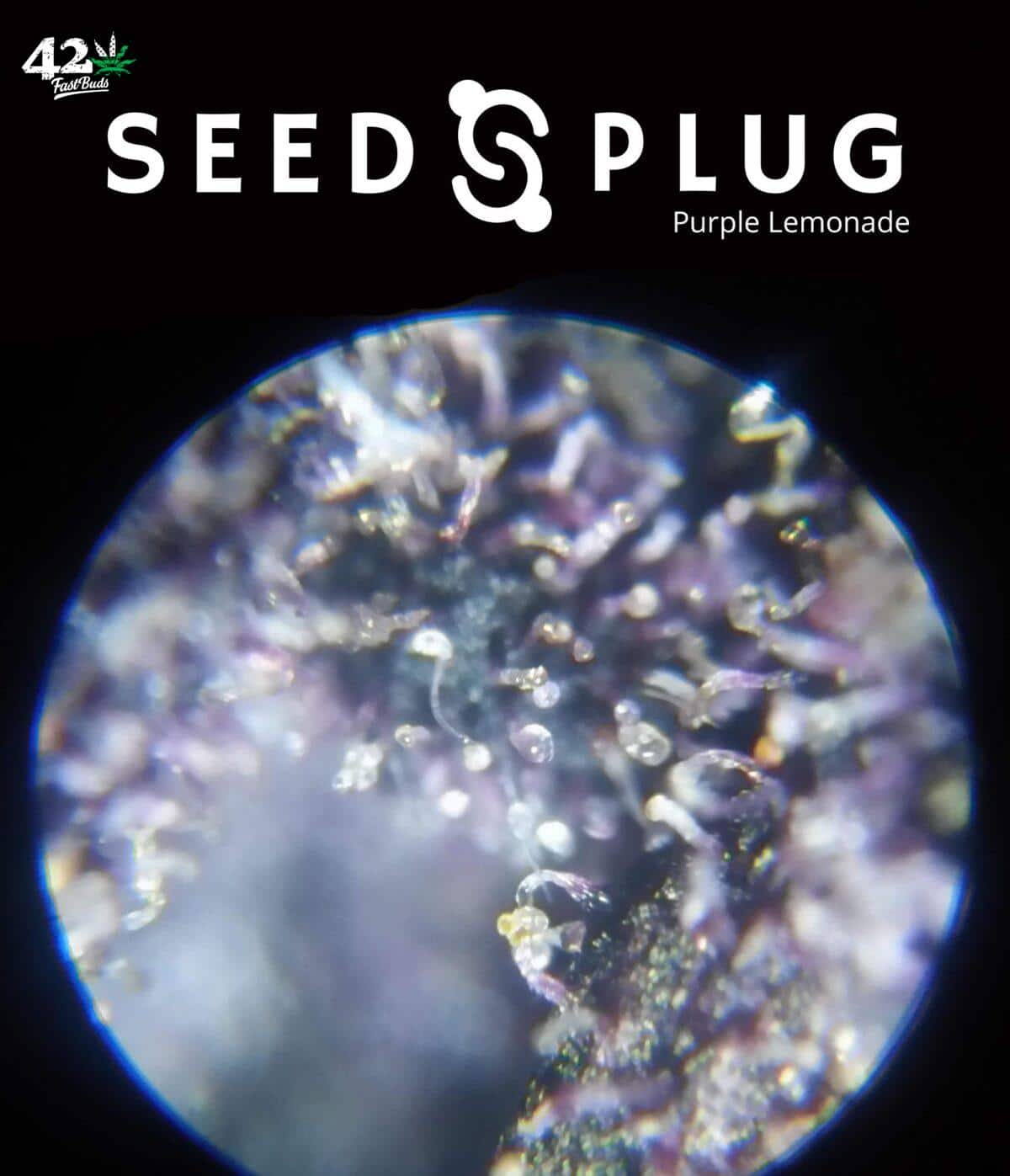 Purple Lemonade Auto | SeedsPlug