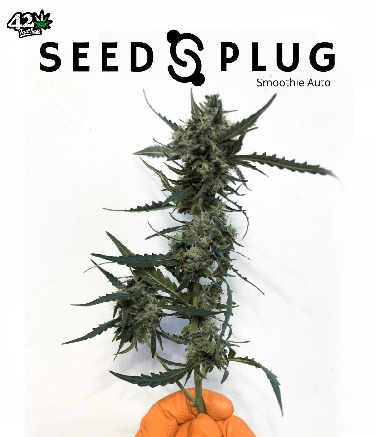 Smoothie Auto | SeedsPlug