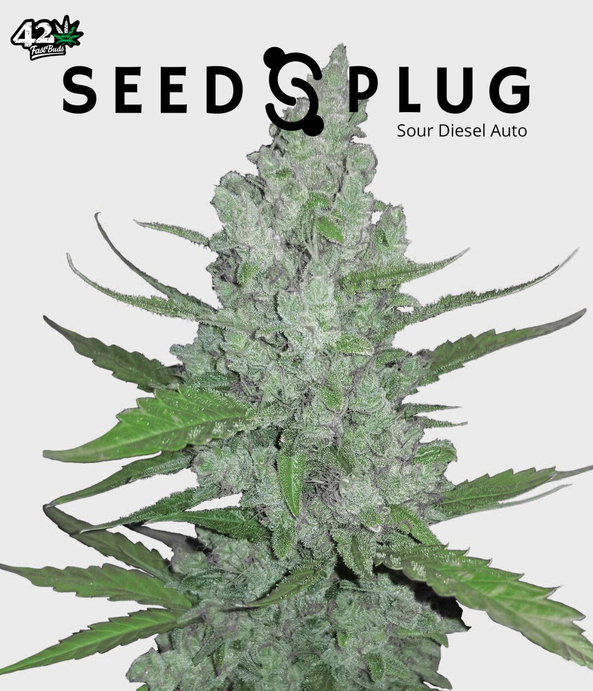 Sour Diesel Auto | SeedsPlug