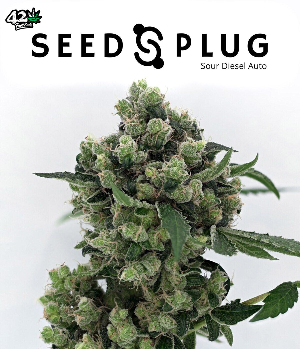 Sour Diesel Auto | SeedsPlug