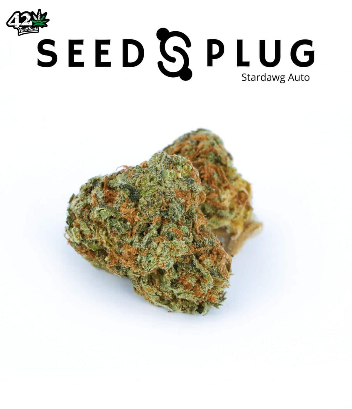 Stardawg Auto | SeedsPlug