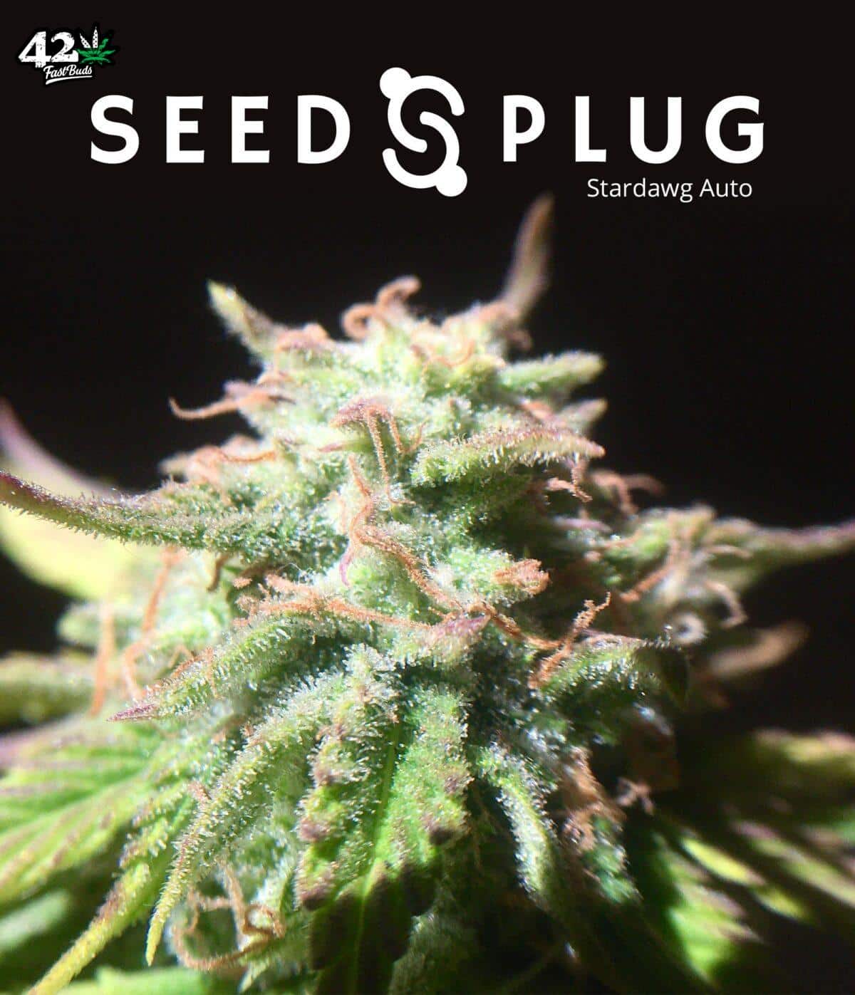 Stardawg Auto | SeedsPlug