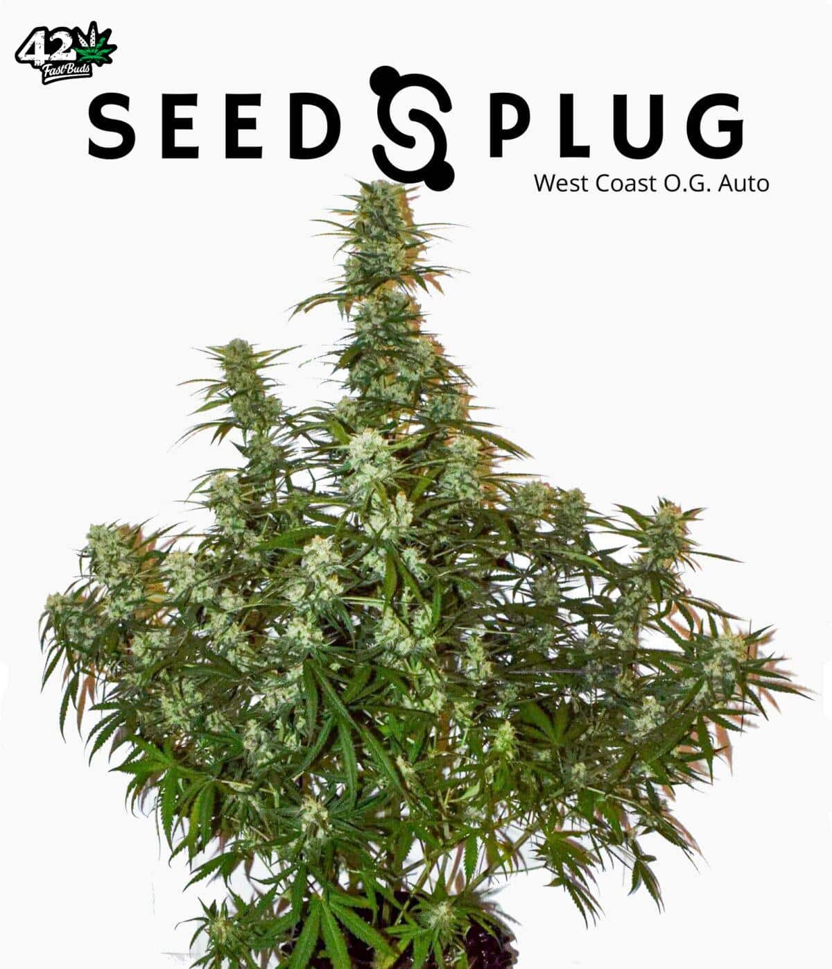 West Coast O.G. Auto | SeedsPlug