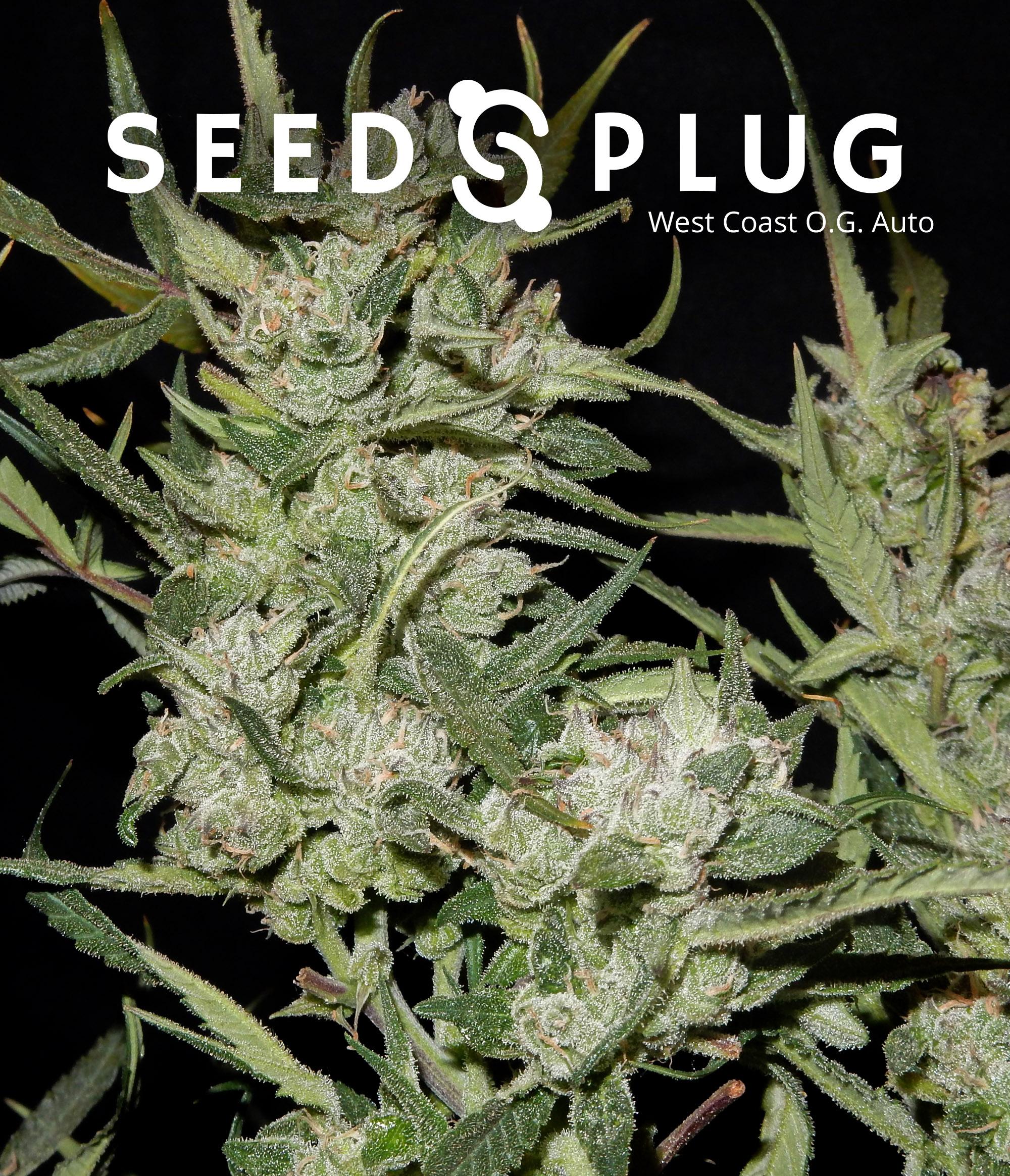 🍀 West Coast O.G. Auto ꕤ Buds, price: $45 – USPS Cannabis Seeds: description, | SeedsPlug