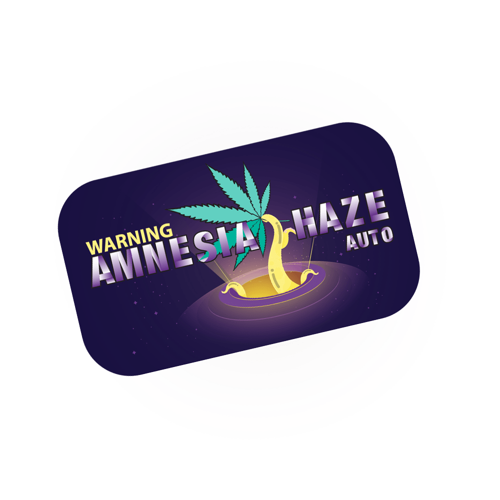 Amnesia Haze Auto | SeedsPlug