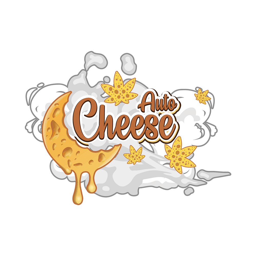 Cheese Auto | SeedsPlug