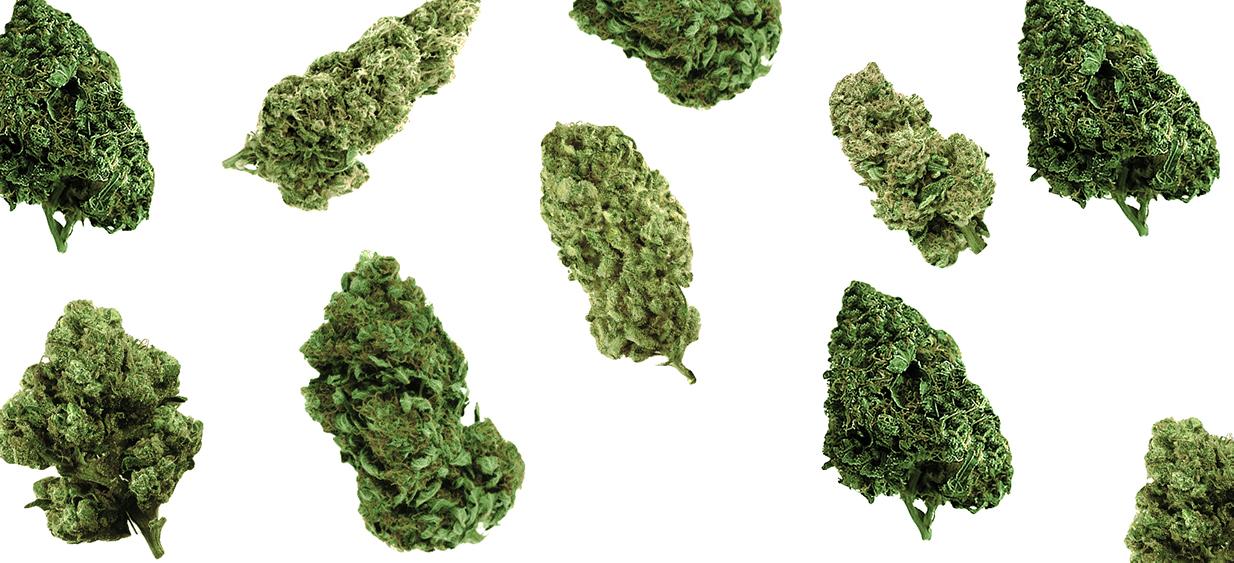 El sistema endocannabinoide | SeedsPlug