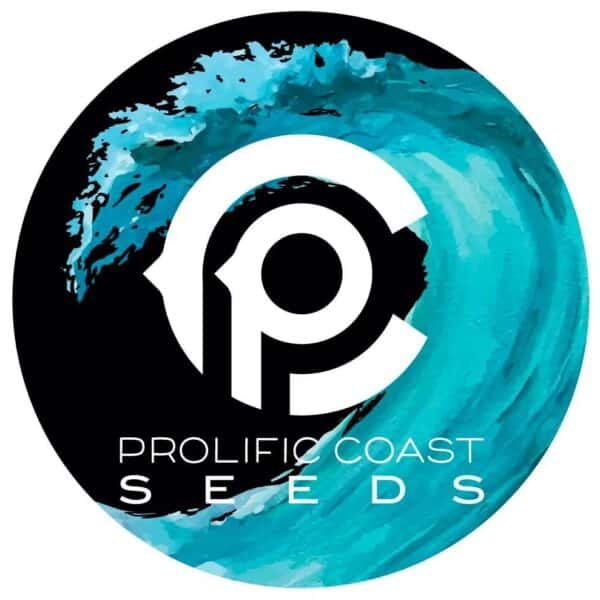 Pearl 41 | Prolific Seeds Coast | PCS_PRL41