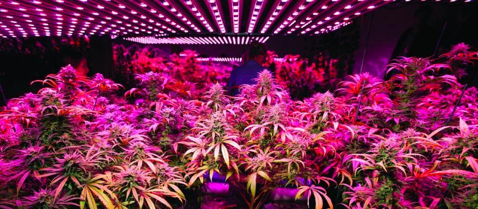 Las mejores luces LED para el cultivo de cannabis autofloreciente en interior | SeedsPlug