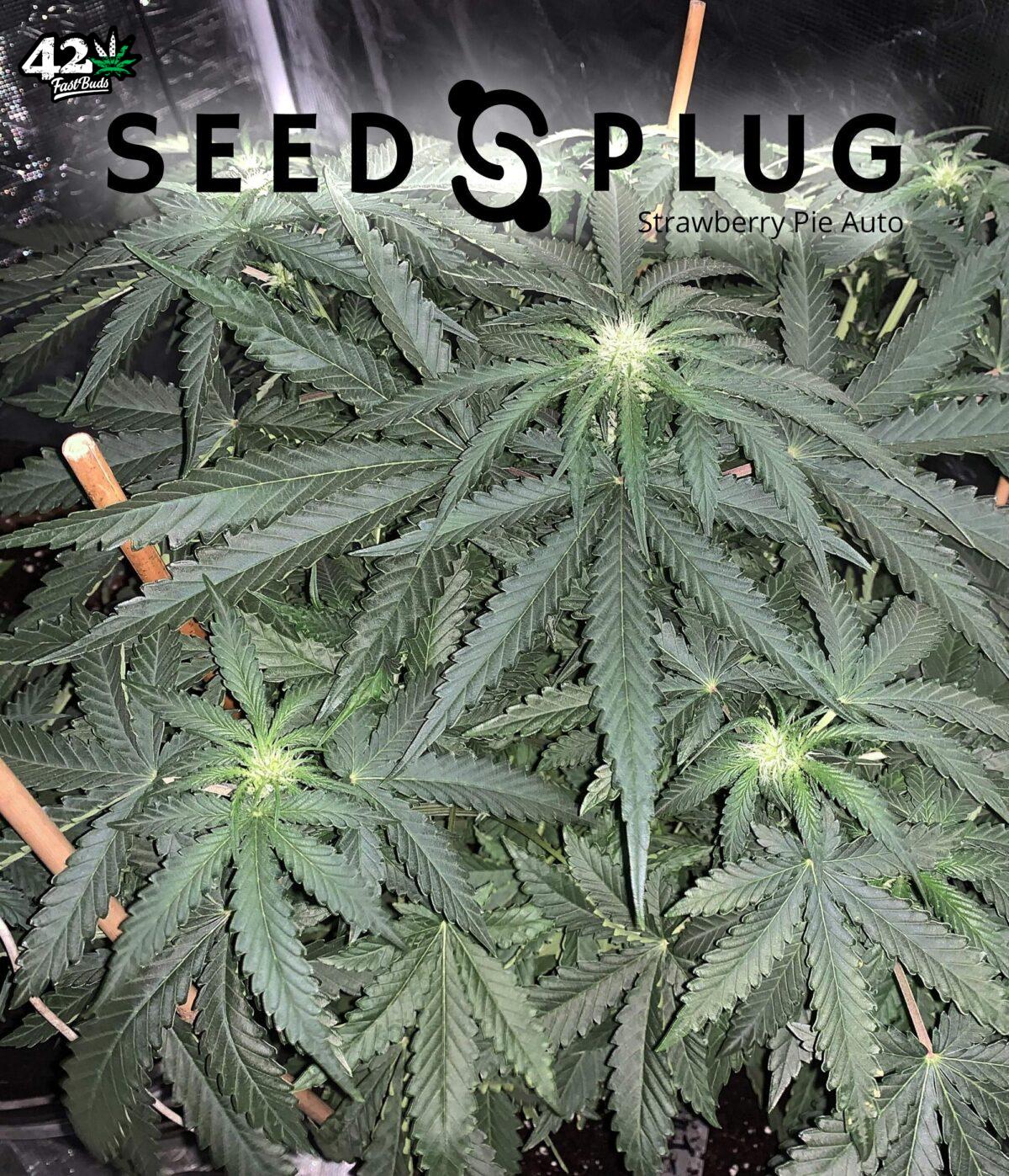 Strawberry Pie Auto | SeedsPlug
