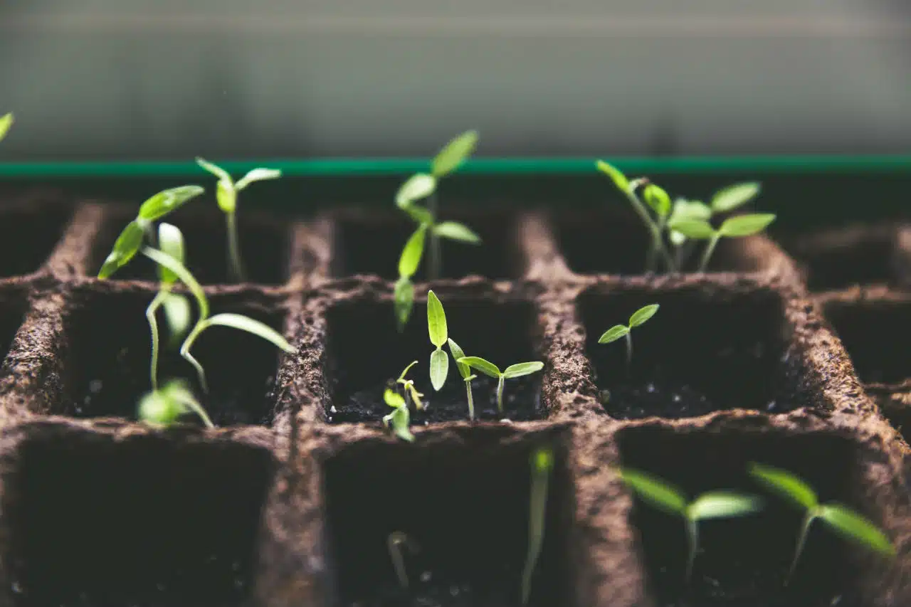 Cómo germinar semillas de cannabis autoflorecientes feminizadas | SeedsPlug