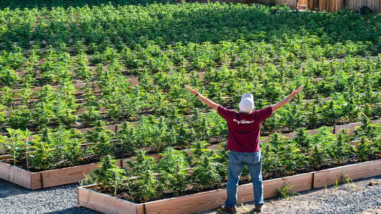 Best Compost for Growing Autoflowering Cannabis | SeedsPlug