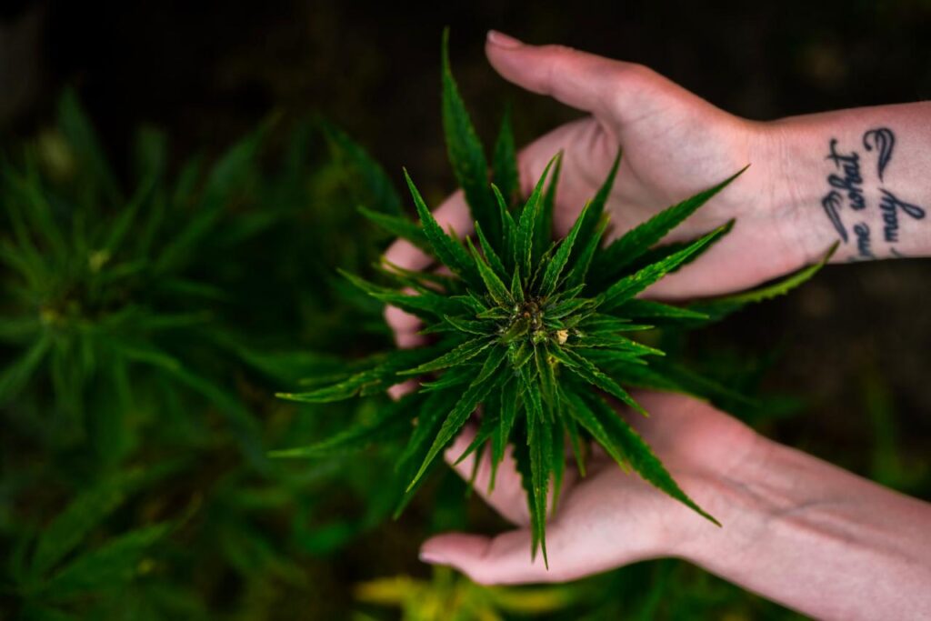 How To Grow Your Own Cannabis At Home | SeedsPlug