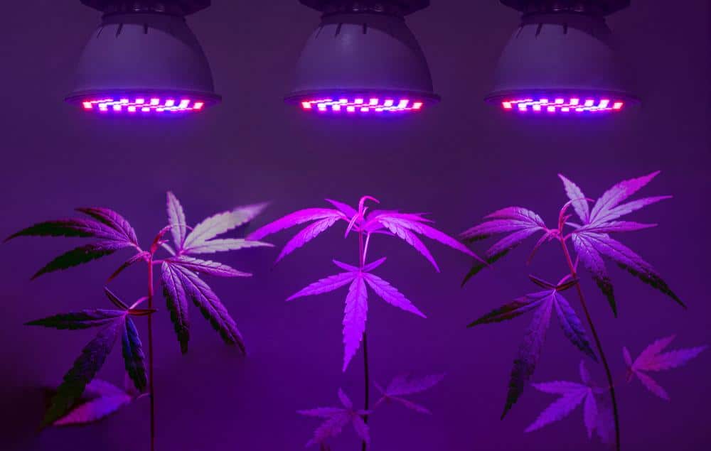 Die perfekten Lichtpläne für Autoflower-Cannabis | SeedsPlug