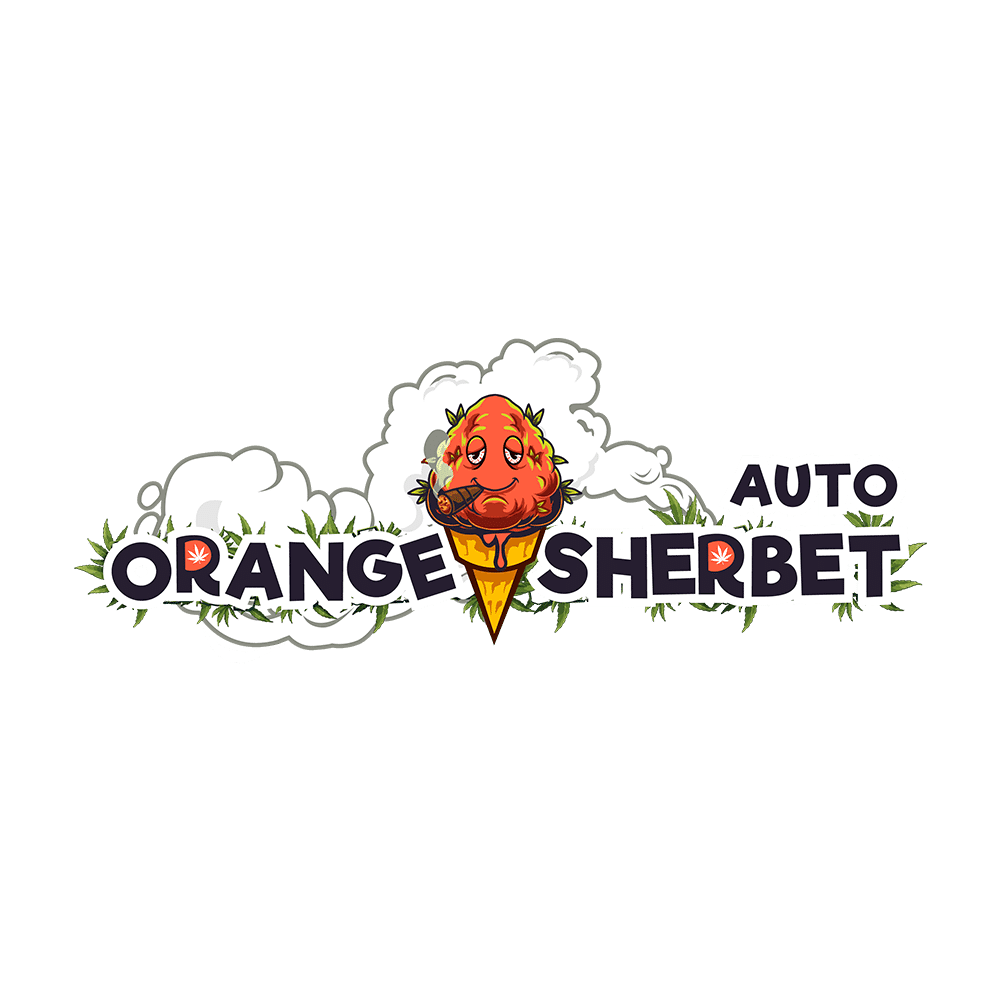Orange Sherbet Auto | SeedsPlug
