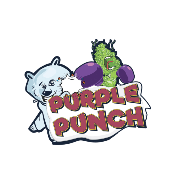 Purple Punch Auto | SeedsPlug