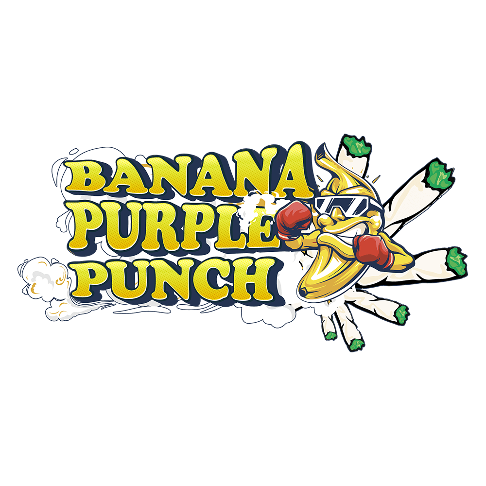 Banana Purple Punch Auto | SeedsPlug