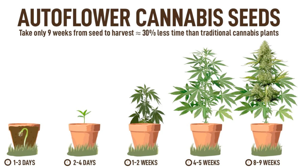 Cultivo de semillas de cannabis autoflorecientes en 2022 [Guía completa] | SeedsPlug