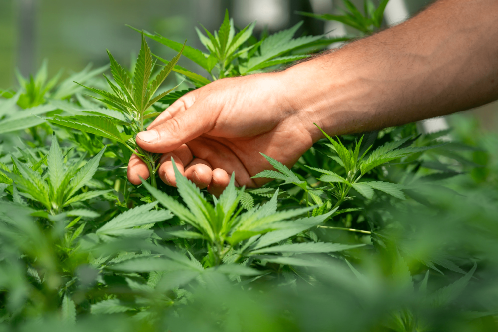 El papel de las enzimas en el cultivo de cannabis | SeedsPlug