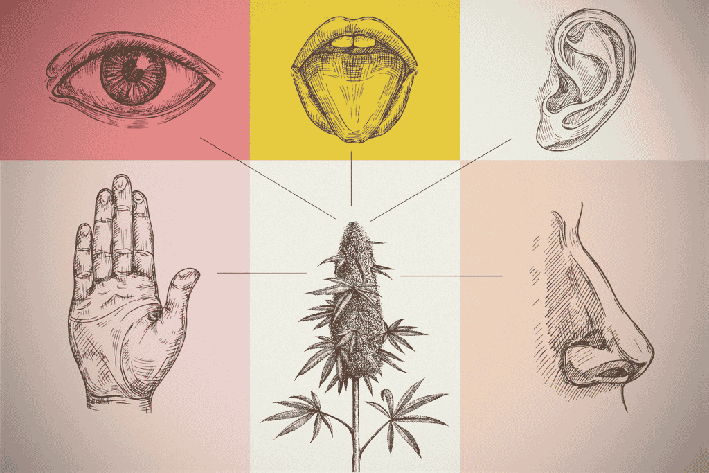 Wie Cannabis sich auf die Sinne auswirkt | SeedsPlug