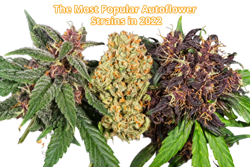 The Most Popular Autoflower Strains in 2022 | SeedsPlug