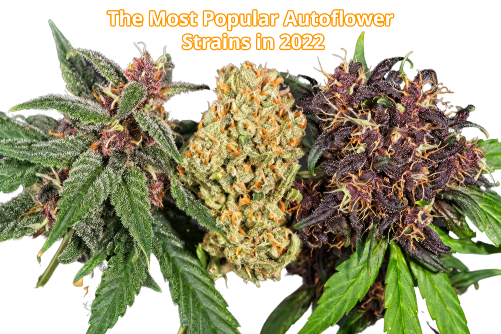 The Most Popular Autoflower Strains In 2022 SeedsPlug