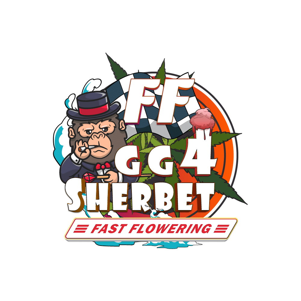 GG4 Sherbet FF | SeedsPlug
