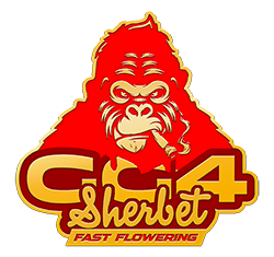 GG4 Sherbet FF | SeedsPlug