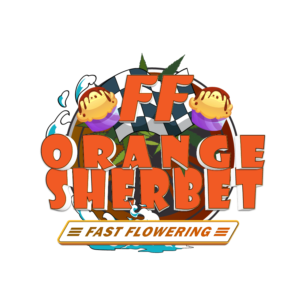 Orange Sherbet | SeedsPlug