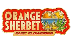 Orange Sherbet FF | SeedsPlug