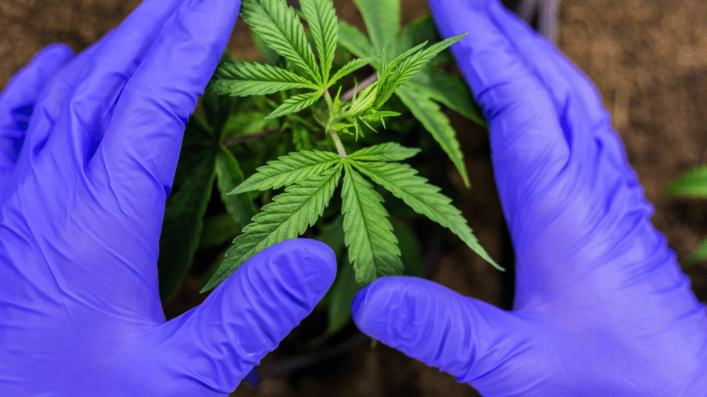 Moderne Techniken zur Krankheitsbekämpfung bei autoflowering Cannabissorten | SeedsPlug