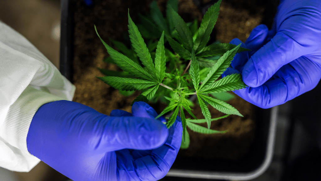 Most Common Cannabis Pests: Leaf Miners | SeedsPlug