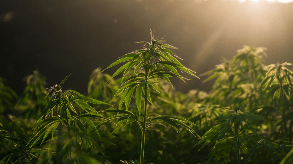 Top 10 Autoflowering Cannabis Strains for Cold Climates (2023) | SeedsPlug