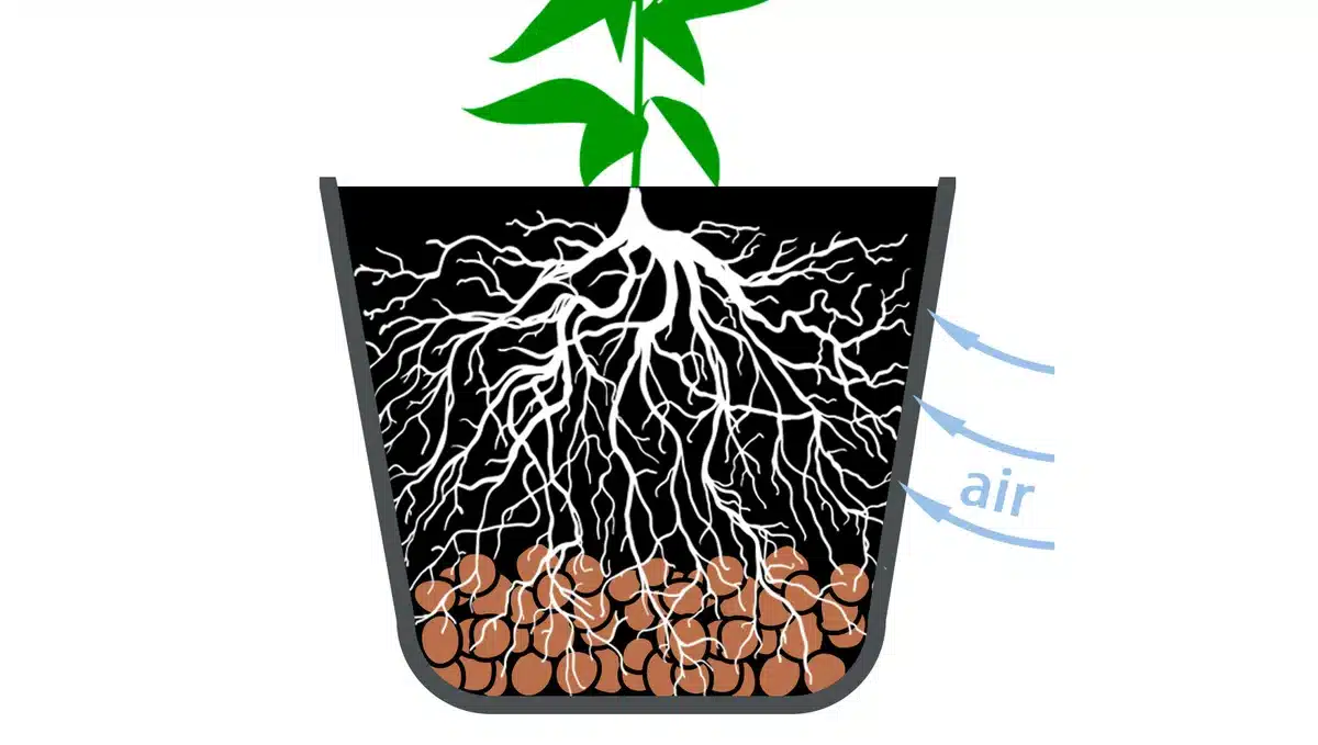 Autoflowering-Samen: Optimale Topfgröße! | SeedsPlug
