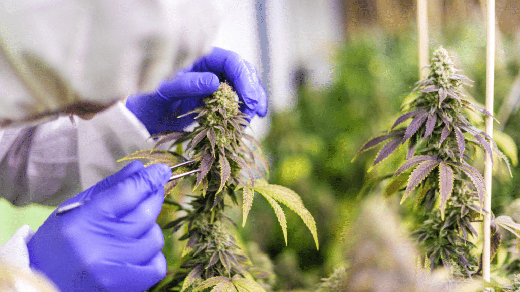 Autoflowering Cannabis: The Good and Bad | SeedsPlug